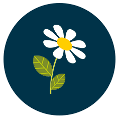 A digitally drawn white flower with petals like a daisy in a dark navy blue circle
