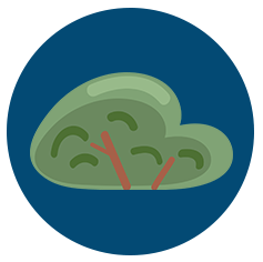 A digitally drawn shrub/bush sitting inside a dark blue circle